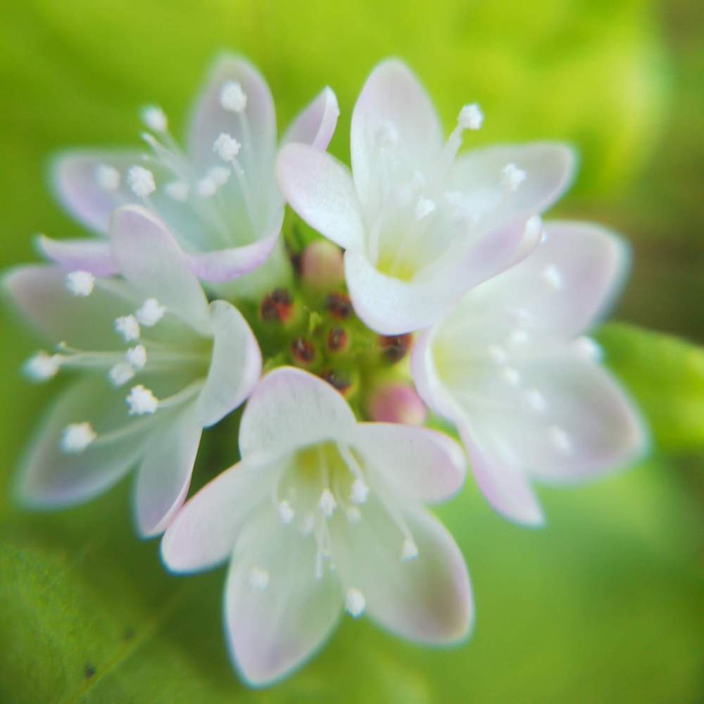 お出かけ先の画像 by ケイジさん | お出かけ先とミゾソバと野草と山野草と登山道と広島県庄原市と山登り