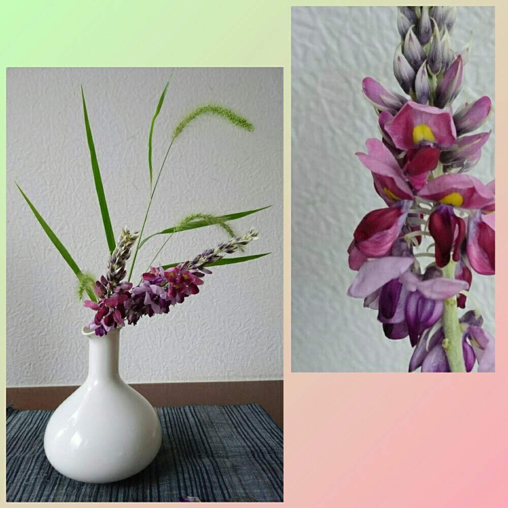 の画像 by yasuchanさん | 秋の七草とクズの花。と野の花と植物のある暮らしとひやみかち日本!とひやみかち首里城!と花のある暮らしと花は野にあるように