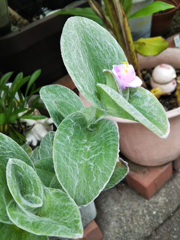 玄関の画像 by KELO-GUさん | 玄関と多肉植物と植物のある暮らしとGS映えとひやみかち首里城!とおうち園芸と植中毒と植物に男前なんてないと白絹姫”トランデスカンチア'