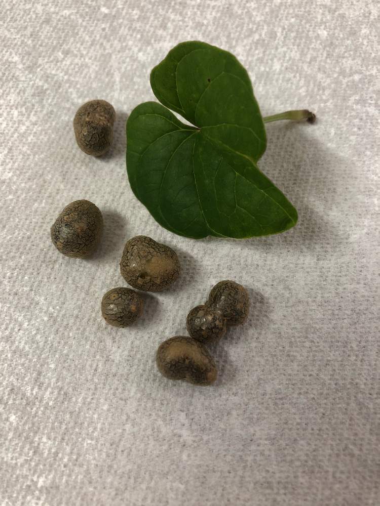 キッチンの画像 by オイスターウニコさん | キッチンと長芋のムカゴ