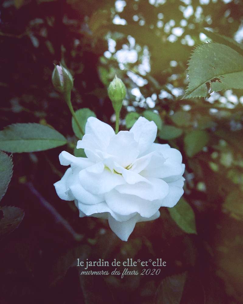 小さな庭の画像 by elle*et*elleさん | 小さな庭とバラ プロスペリティと好きな花とばら バラ 薔薇と庭に咲く花と花のある風景と薔薇好きと自己流ガーデニングと咲いてくれてありがとう❤と手作りの庭とおうち園芸とガーデニングと花のある暮らしと白い花と薔薇♪とバラを楽しむと薔薇大好きとばらに魅せられて