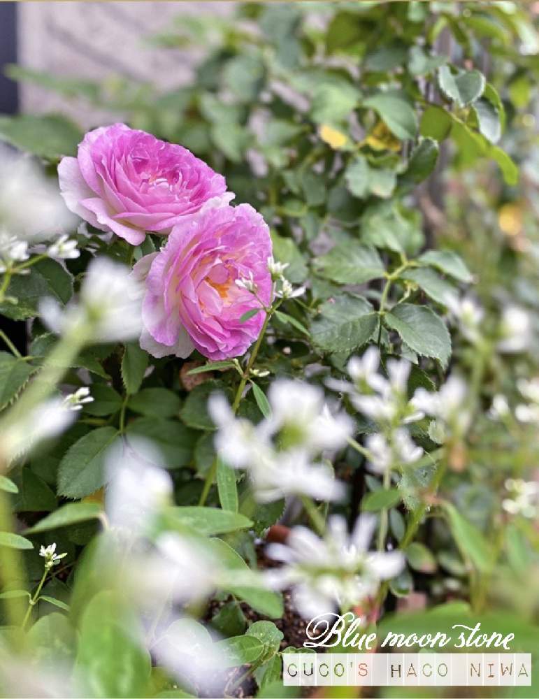 小さな庭の画像 by cucoさん | 小さな庭とブルームーンストーンとばら バラ 薔薇とおうち園芸とユーフォルビア・ダイアモンドスター☆とガーデニングとGSでバラ園と花のある暮らしとお庭とチーム・ブルーとバラ・ミニバラとロザリアンとチーム・ブルーNo.068