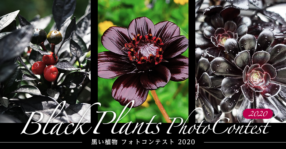『黒色の植物』フォトコンテスト-2020-