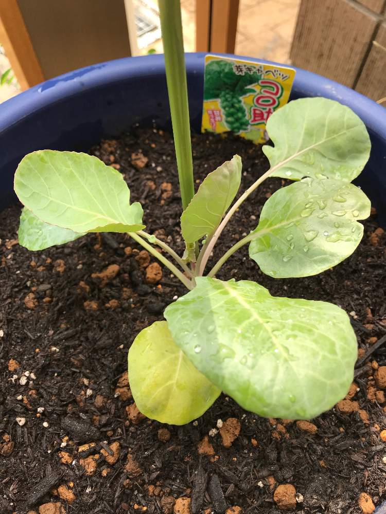 の画像 by ケーコさん | 野菜苗とおうちde菜園とおうち園芸とコロ助と芽キャベツ。とビギナー野菜