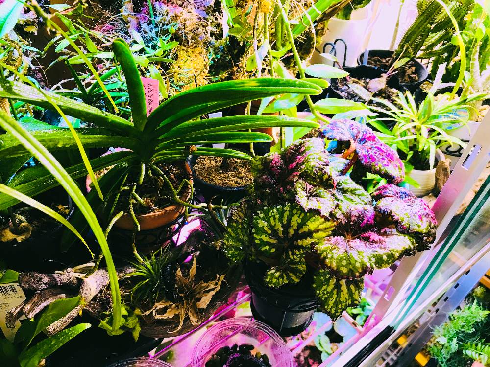 部屋の画像 by ꧁ Go-Yaチャンプルン꧂さん | 部屋とジュエルオーキッドと地生蘭と観葉植物とサボテン☆と着生ランと食虫植物と室内温室と多年生多肉植物とおうち園芸とパルダリウムとリビングジャングル化とおうちを彩る花とメキシカンプランツと塊根植物(コーデックス)と洋ランとコルク着生と苔テラリウムと熱帯植物とアクアリウムとエアプランツとビザールプランツ