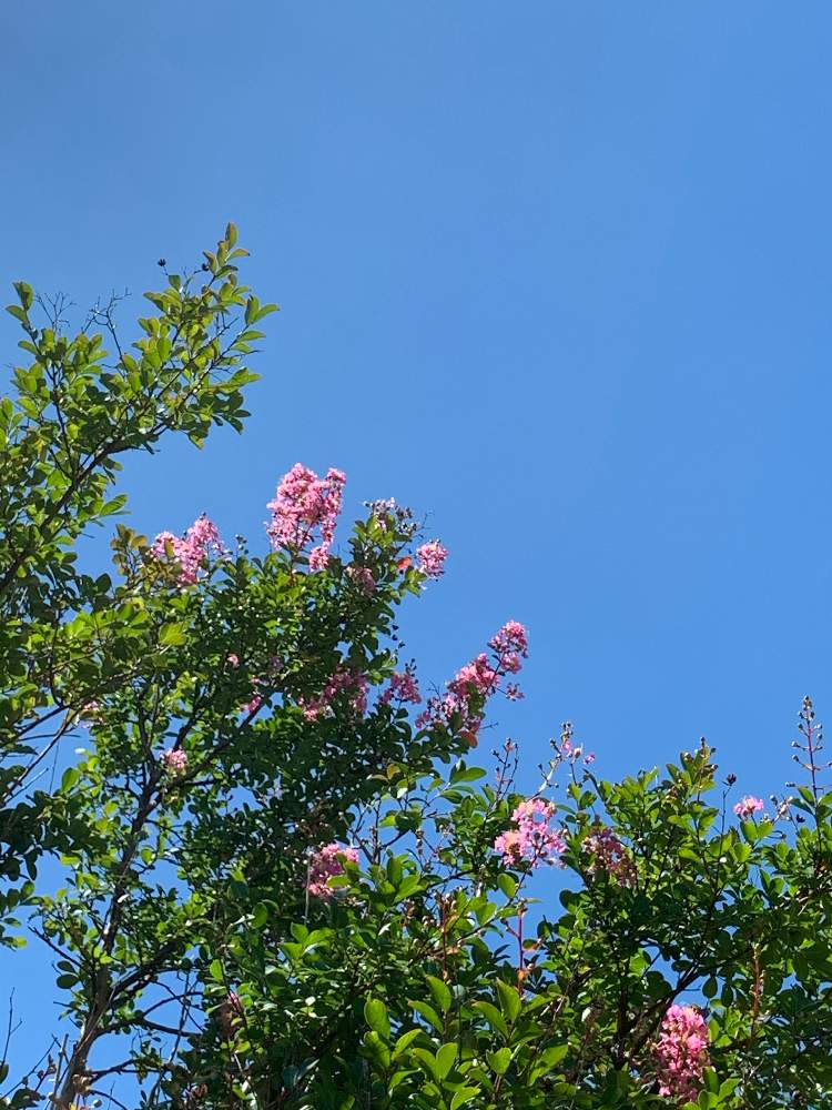 お出かけ先の画像 by そらもようさん | お出かけ先と百日紅と植物大好きと近くの公園とあおぞら