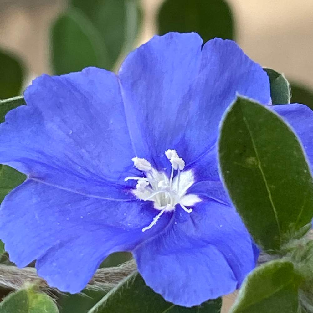 の画像 by しろくまんぼうさん | アメリカンブルーとちいさな花と青い花とおうち園芸と素敵な見切り品とかわいいな♡