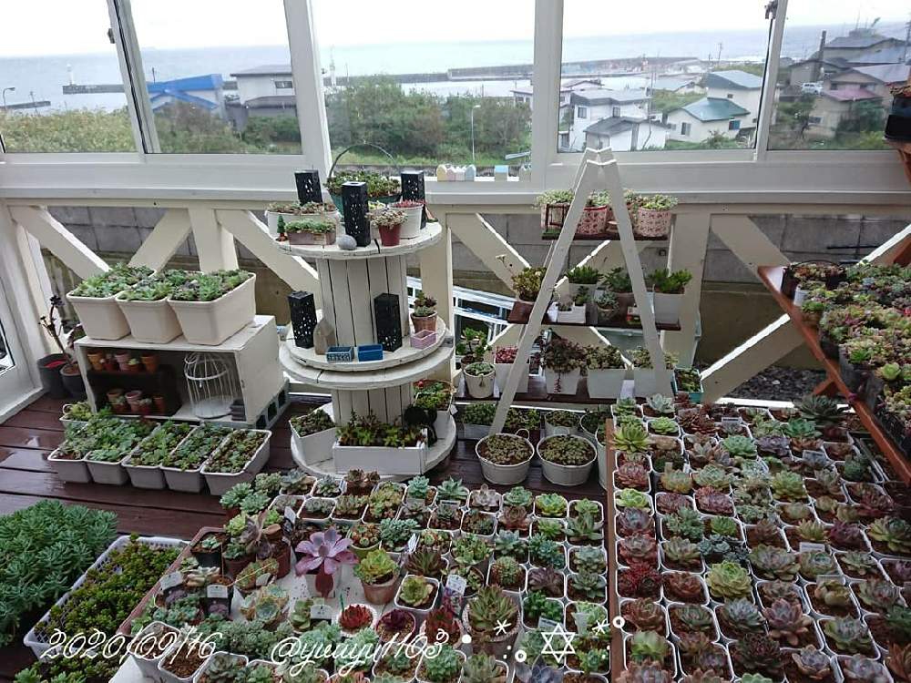 テラスの画像 by ゆうゆさん | テラスと多肉箱庭と寄せ植えと今日の一枚と北の大地からとゆうゆと多肉女子と癒やしの時間とガーデニングと花のある暮らしとかわいいな♡と北海道と多肉寄せ植えとsucculentと毎日癒されます