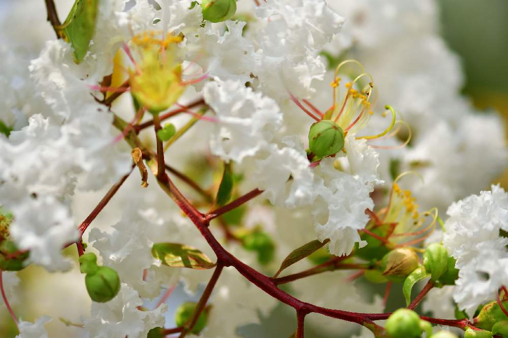 お出かけ先の画像 by みえごんさん | お出かけ先と百日紅(サルスベリ)と今日のお花と近くの公園