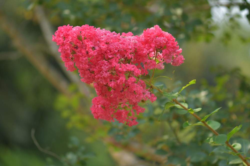 お出かけ先の画像 by みえごんさん | お出かけ先と百日紅(サルスベリ)と今日のお花と近くの公園