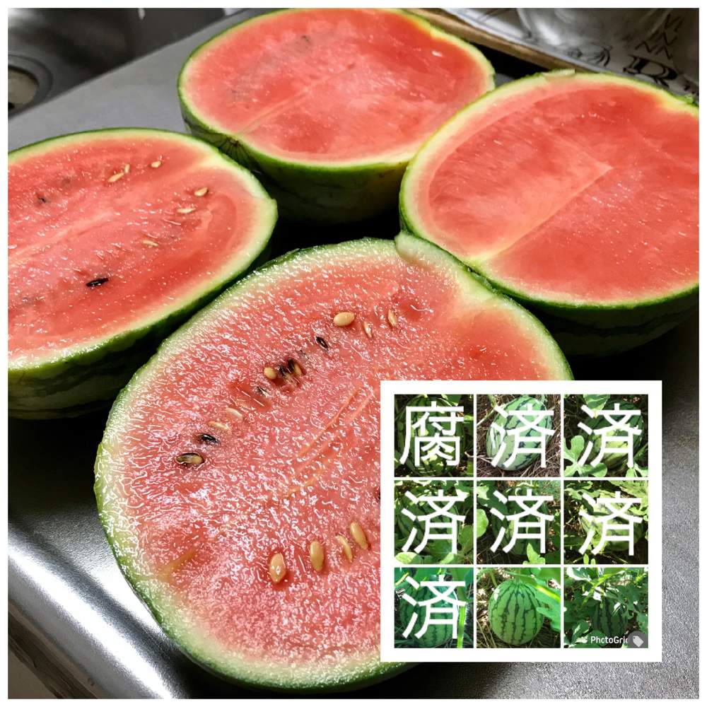 の画像 by 週末だけ野良人ISOさん | 小玉スイカ 赤てまりと家庭菜園と家庭菜園奮闘日記とチーム岐阜
