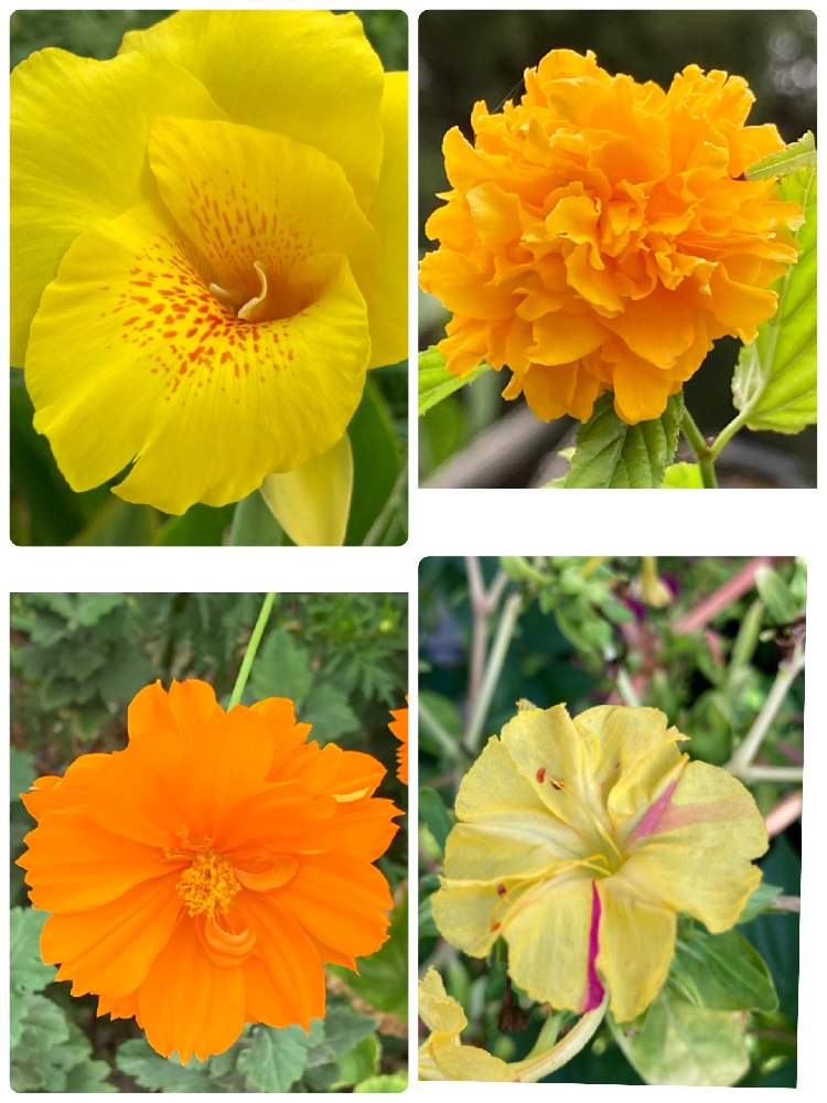 の画像 by 里はんさん | 黄色いお花…と花の輝き✨とご近所のお花とコロナに負けないでと綺麗✨とありのままに