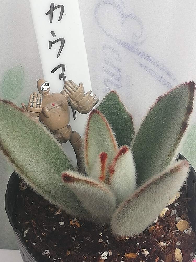 の画像 by アンソニーさん | 多肉植物と多肉男子とウサ耳祭りとステファン苗♡とカランコエ属と 月兎耳