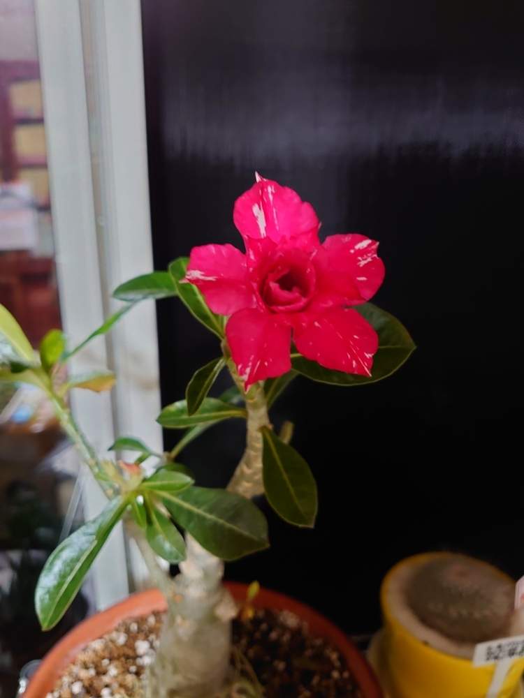 窓辺の画像 by 天空のバラの五線譜さん | 窓辺と花のある暮らしと多肉植物♡とアデニウム オベスム園芸種と花色癒し
