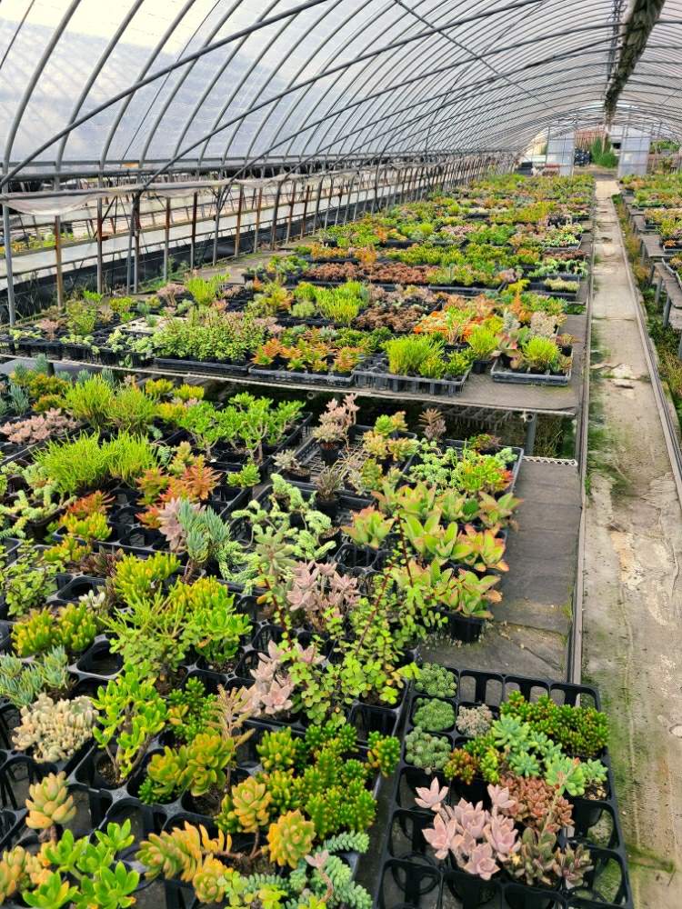 の画像 by ・。+.さくら+.。さん | セダム属と多肉中毒と多肉植物と綺麗な多肉と凛々しいと多肉植物寄せ植えとセンペルビウム属と ハオちゃんと可愛い多肉ちゃん❤︎と多肉女子ときれいな色ともけもけ多肉とエケベリアさんとタニラーとエケさんとキュンキュン♡と可愛いとキレイな葉っぱとあばれ多肉とタニクちゃん