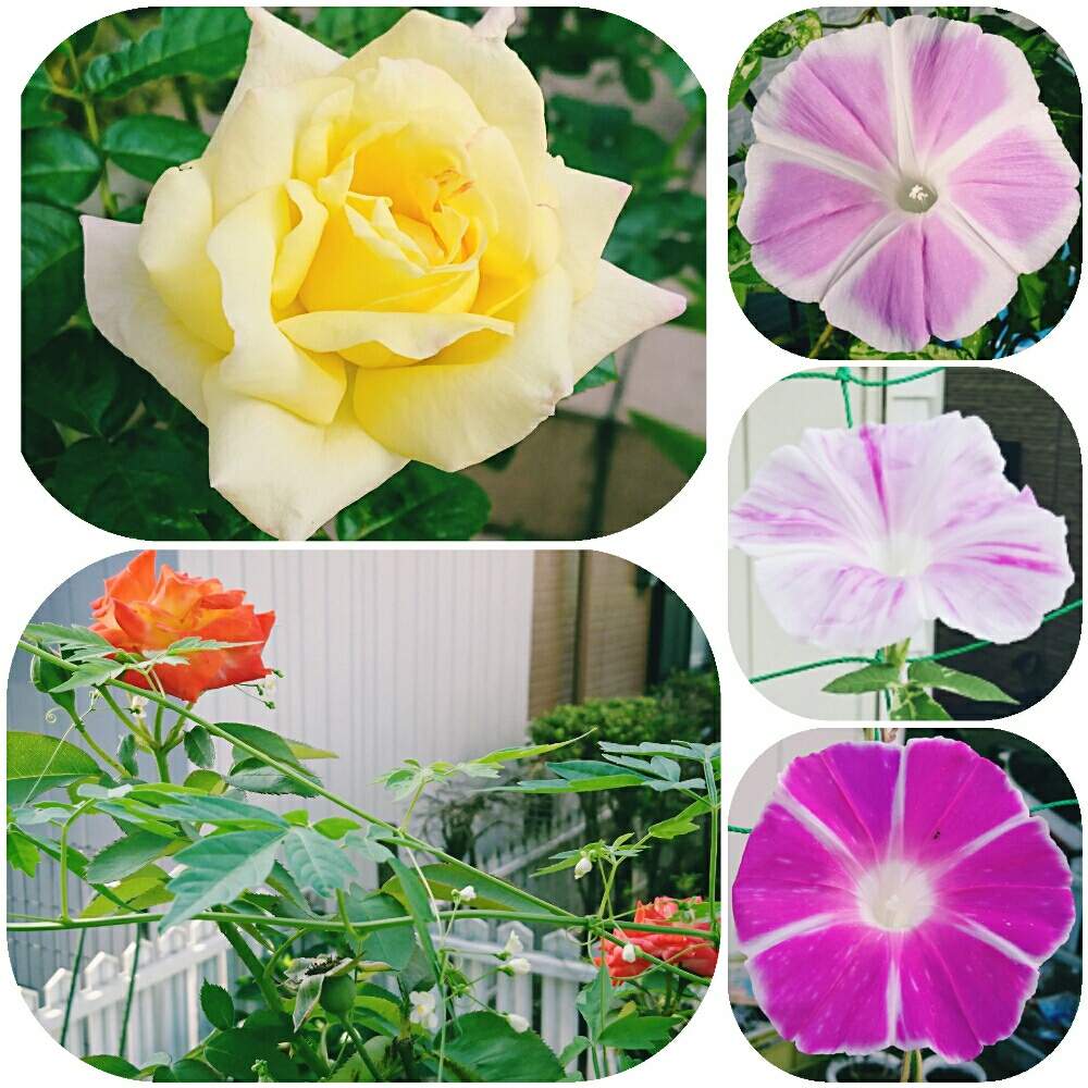 の画像 by なおみ♥さん | 薔薇と朝顔と薔薇 ふれ太鼓と朝顔京てまりと嬉しいといやされる♡とおうち園芸とコロナおしりペンペン( ・᷄ὢ・᷅ )とお花が可愛いと花のある暮らしとコロナ消えろ‼ビーム‼