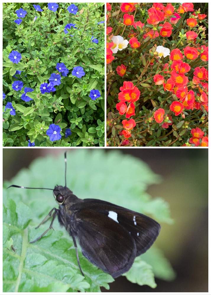 お出かけ先の画像 by ピーモモさん | お出かけ先とアメリカンブルーとマツバボタンと花と蝶と公園の花と虫さん☆大好き