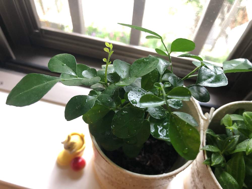 キッチンの画像 by コクリコさん | キッチンとシルクジャスミンと観葉植物とシルク ジャスミンとおうち園芸とミニ観葉とゲッキツ。
