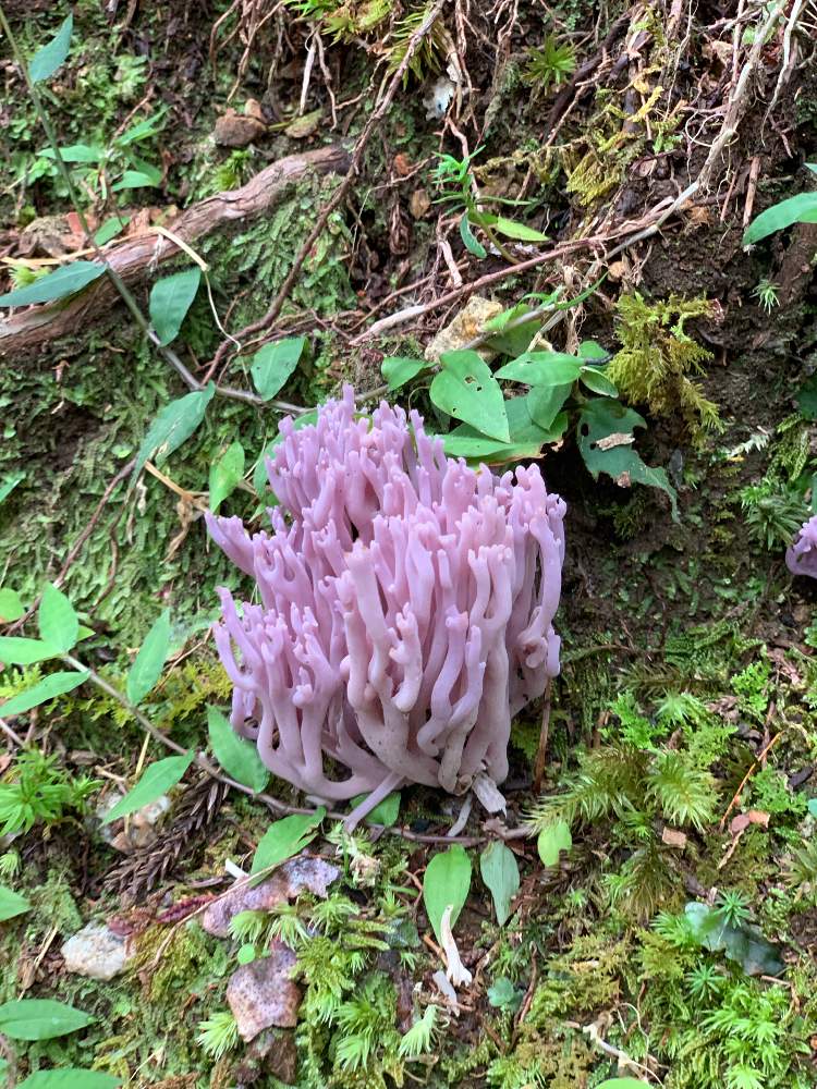 お出かけ先の画像 by 花水木18さん | お出かけ先とムラサキホウキダケと高野山と高野山 奥の院と和歌山県