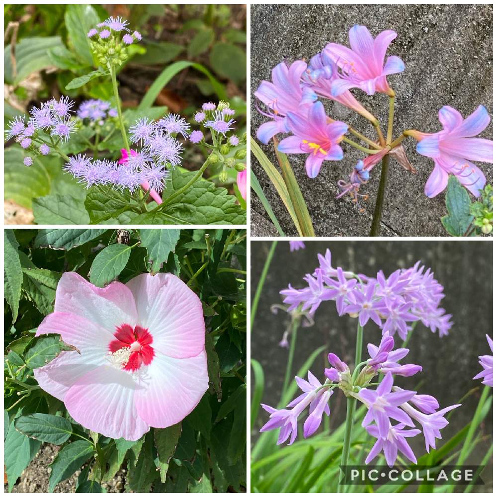 お出かけ先の画像 by まるぞう♪さん | お出かけ先とツルバキアと青色フジバカマ 別名ユーパトリウム セレスチナム とクサフヨウとツルバキア・ビオラセアとリコリス スプレンゲリとone for all all for oneとまるぞう♪の図鑑とLove & PeaceとGSユーザーさんに感謝と癒し…♡と花のある暮らしといいね、コメントいつもありがとうございます。と植物は友だち