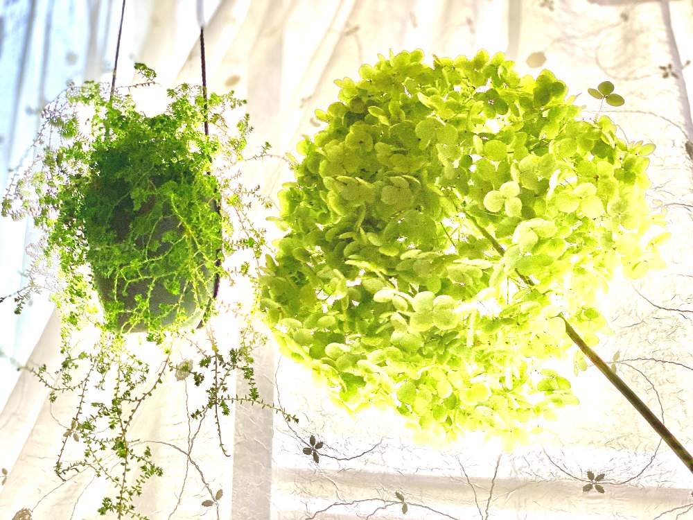 の画像 by ココアさん | 観葉植物と楽しみ♡とアナベル 紫陽花とナチュラルスタイルと花のある暮らしと小花好きといやし♪