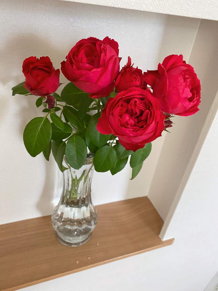 玄関の画像 by コナママさん | 玄関とルージュピエールドゥロンサールとばら バラ 薔薇と狭い庭とつるバラとかだんと花瓶とおうち園芸とおうちを彩る花とガーデニング初心者とガーデニングとバラ・ミニバラとバラを楽しむと切り花