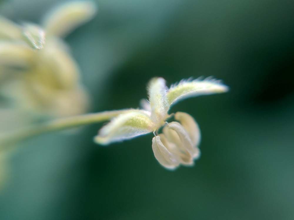 お出かけ先の画像 by たーぼー *さん | お出かけ先とカナムグラの雄花と野の花とアサ科と道端徘徊同盟と里山大好き協会と野草と山野草大好き協会と雑草