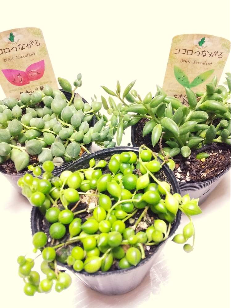 バルコニー/ベランダの画像 by Keiさん | バルコニー/ベランダとグリーンネックレスとピーチネックレスと三日月ネックレスと多肉植物と初めてと多肉のある暮らし