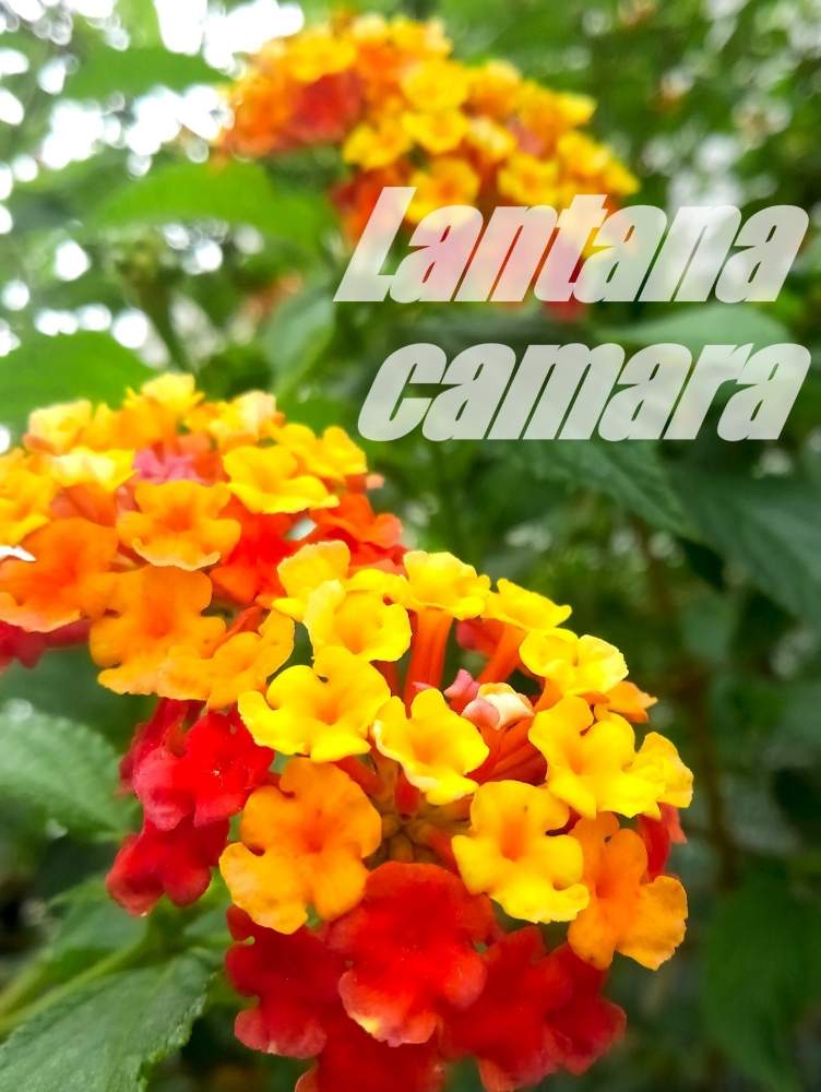 お出かけ先の画像 by HIDEさん | お出かけ先とランタナと今日のお花と新型コロナウィルスに負けるなとBGMと寝落ち倶楽部
