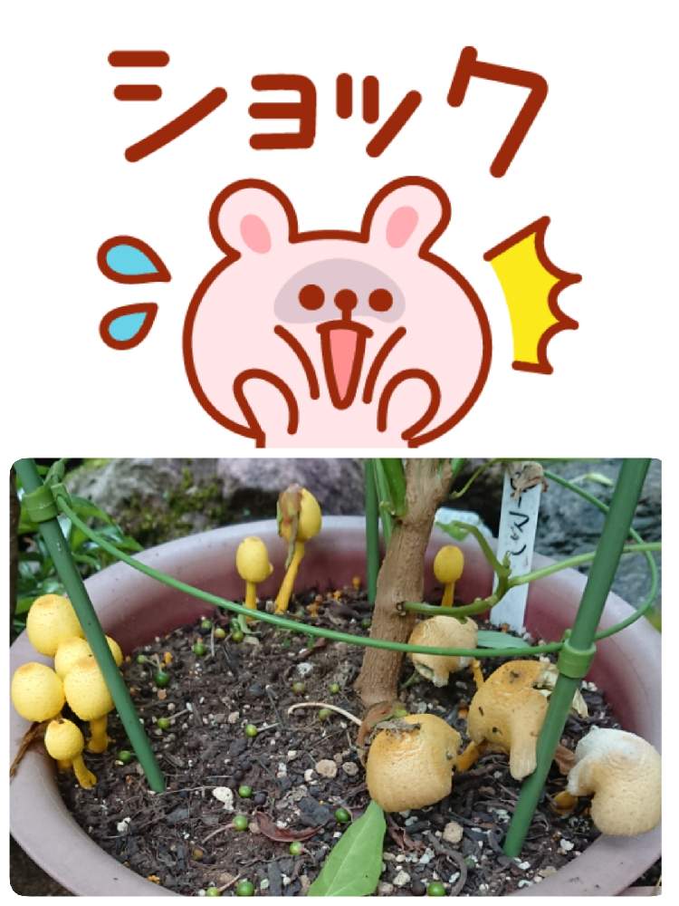 畑の画像 by 苺さん | 畑と謎のキノコとおうち園芸とピーマンの栽培