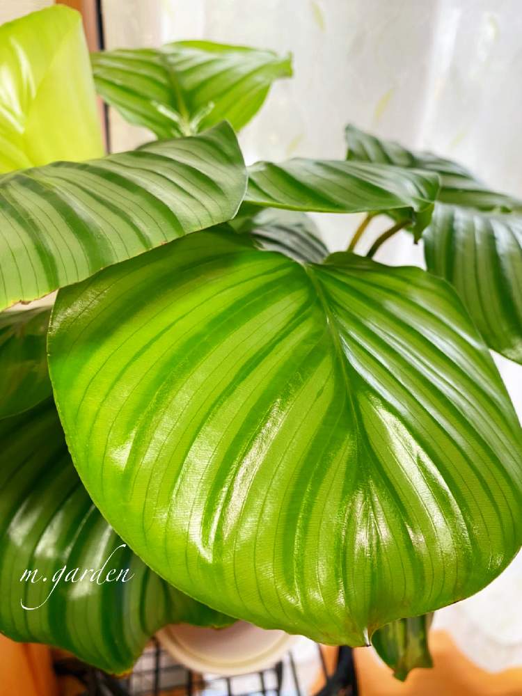窓辺の画像 by m.gardenさん | 窓辺とカラテア・オルビフォリアと観葉植物と葉物とおうち園芸