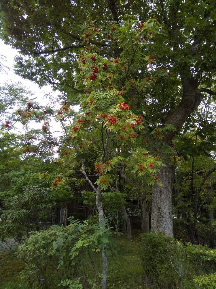 小さな庭の画像 by みんみんさん | 小さな庭と北海道とナナカマドの実