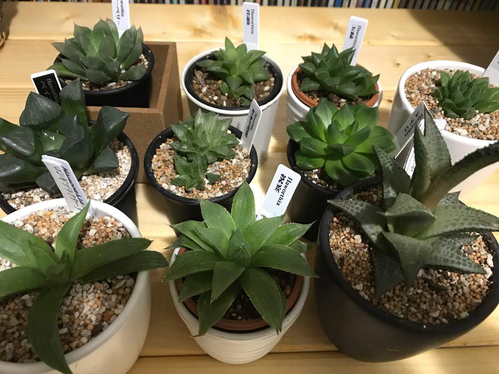 部屋の画像 by カズさん | 部屋とハオルチアと多肉植物と観葉植物がスキ