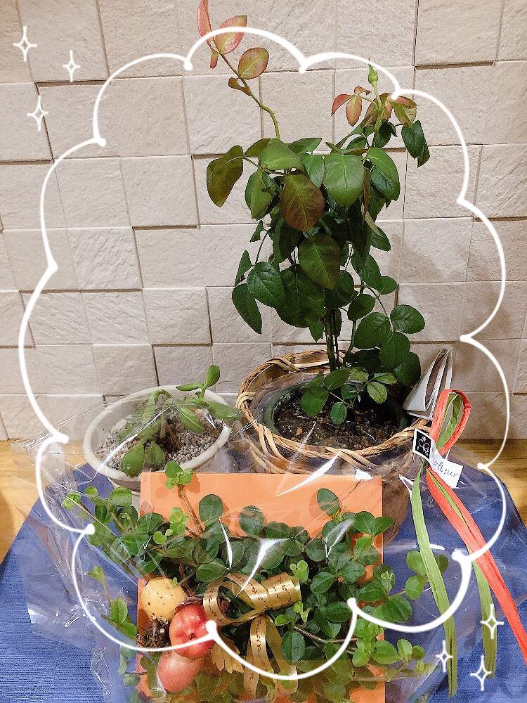 部屋の画像 by Flowerさん | 部屋と素敵便♡*。とバラ ルシェルブルーと最後まで大切に…と大切な人に…とバラ・ミニバラとル シェルブルーの成長記録・Flowerとにゃん吉さん印