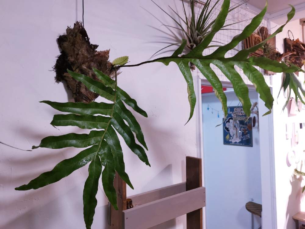部屋の画像 by ひろさん | 部屋とドリナリアと観葉植物と植物のある暮らしと黒色の植物フォトコン-2020とビザール苗とおうちde菜園と ビカクシダとGS映えとGS日和とおうち園芸とGSミニモニ。とコロナおしりペンペン( ・᷄ὢ・᷅ )