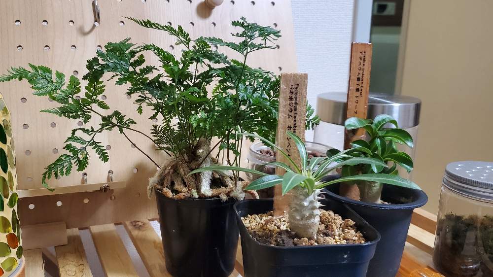 部屋の画像 by YUDEX PLANTS STYLEさん | 部屋