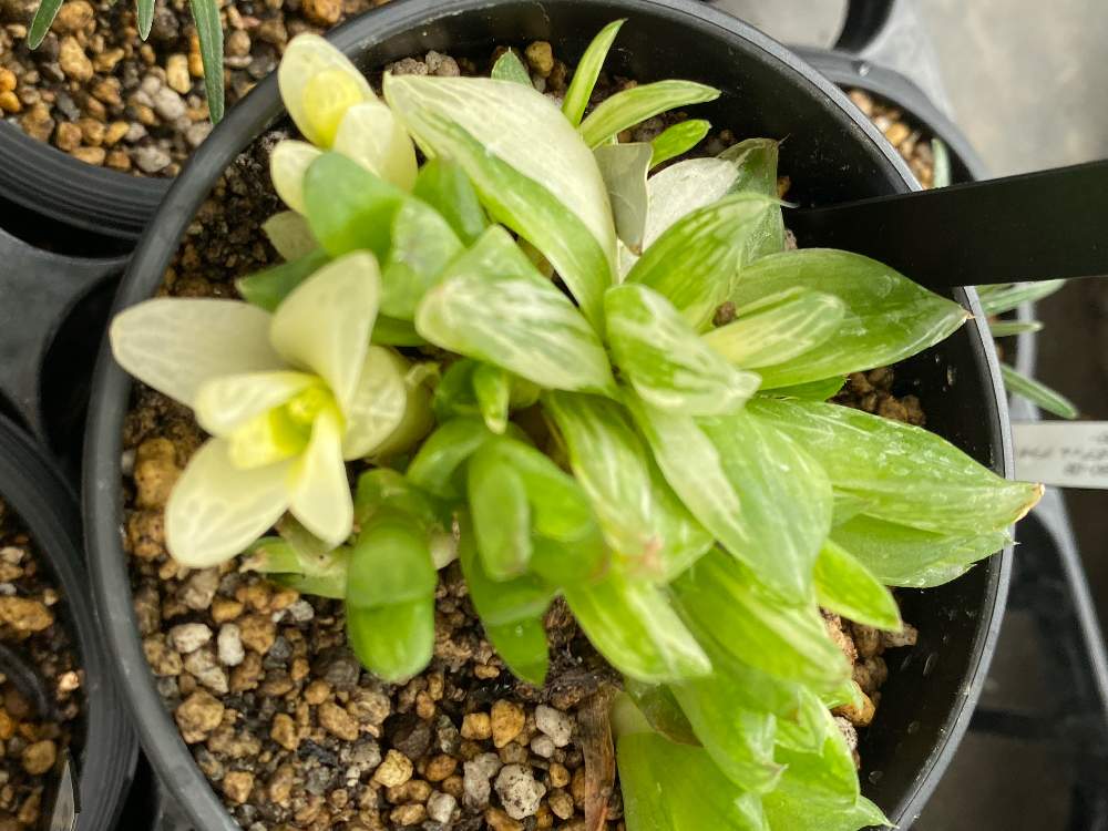インテリアの画像 by pagu mamaさん | インテリアと京の花錦とハオルチアキンビフォルミスと多肉植物のある暮らしと多肉植物初心者と私の多肉植物