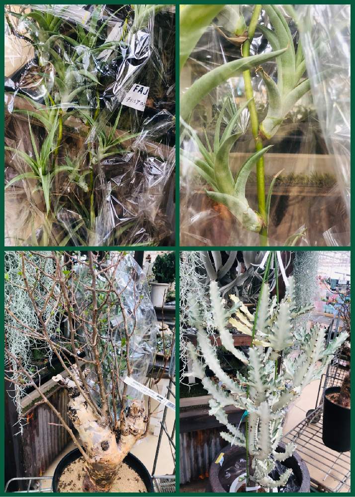 お出かけ先の画像 by cuterepさん | お出かけ先とエアープランツと多肉植物と観葉植物と多肉植物とサボテン