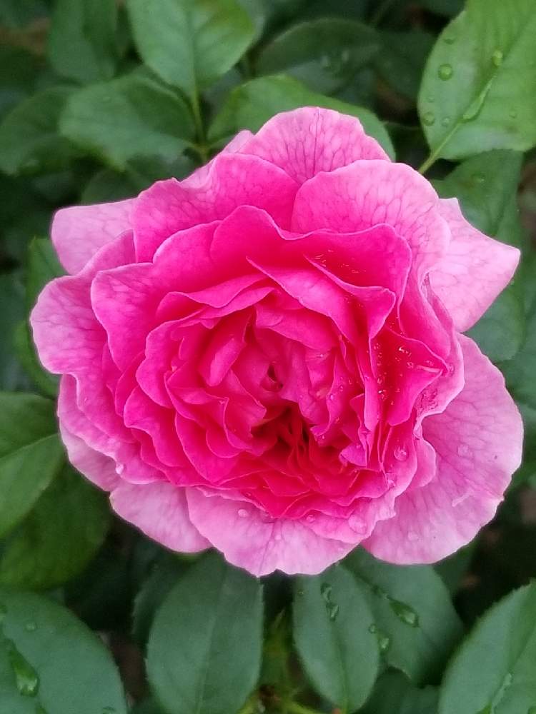 小さな庭の画像 by takiさん | 小さな庭とDAVID AUSTIN ROSESとイングリッシュ ローズとおうち園芸とガブリエルオーク