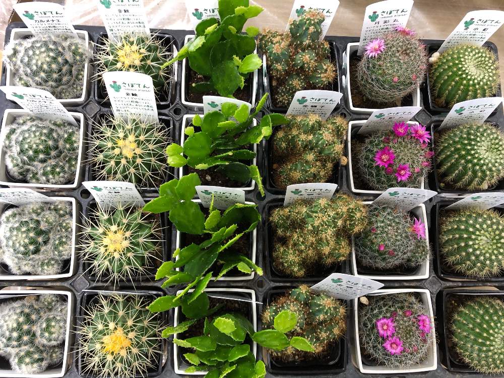 テラスの画像 by コンテナガーデントマト園芸レイク店さん | テラスと多肉植物と入荷情報♪と園芸店とトマト園芸とさぼてんと花のある暮らしとカクタス長田とお店