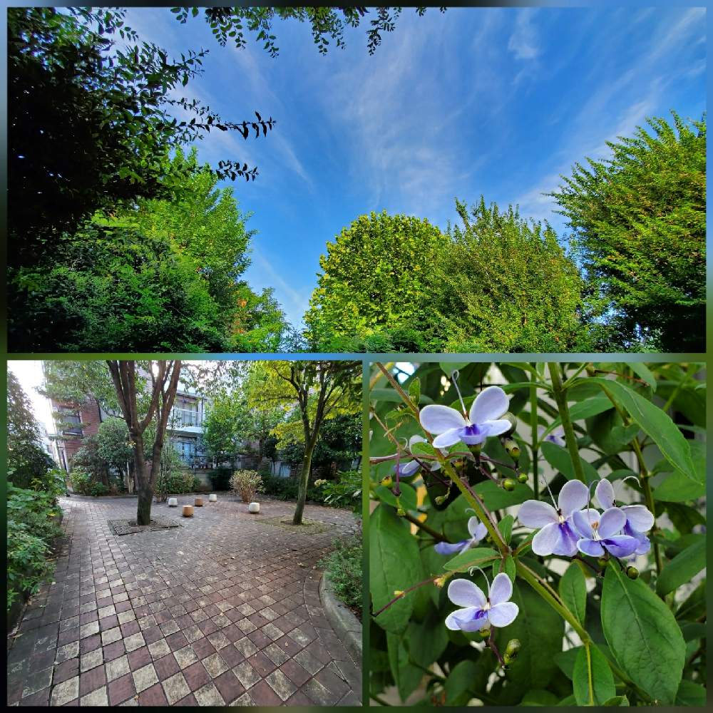 お出かけ先の画像 by わんころさん | お出かけ先とクレロデンドルム・ブルーウィングと公園の脇と公園内と花のある暮らしとお散歩と沿道