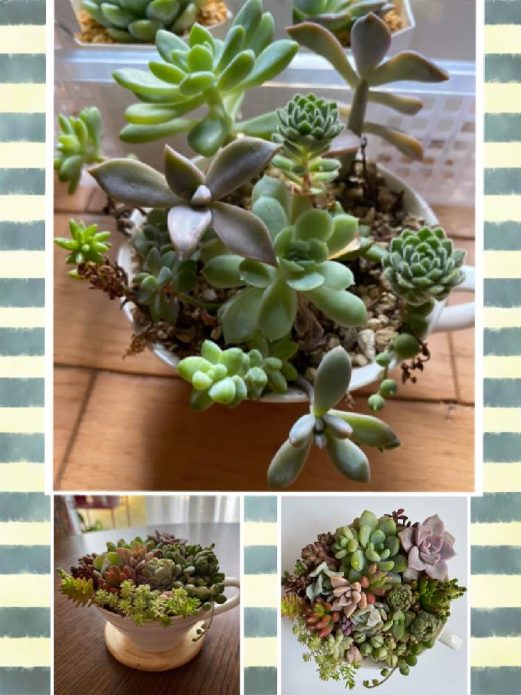 バルコニー/ベランダの画像 by チョコちさん | バルコニー/ベランダとカップに寄せ植えと多肉1年目とベランダに屋根が欲しいと仕立て直し……と広い庭が欲しいと仕立て直しの仕方教えてと埼玉県