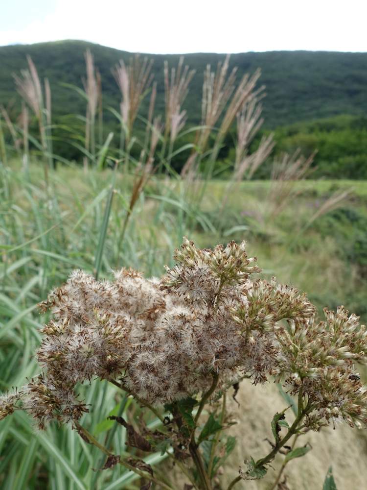 お出かけ先の画像 by ケイジさん | お出かけ先とフジバカマとヒヨドリバナ?と山野草と野草と山登り