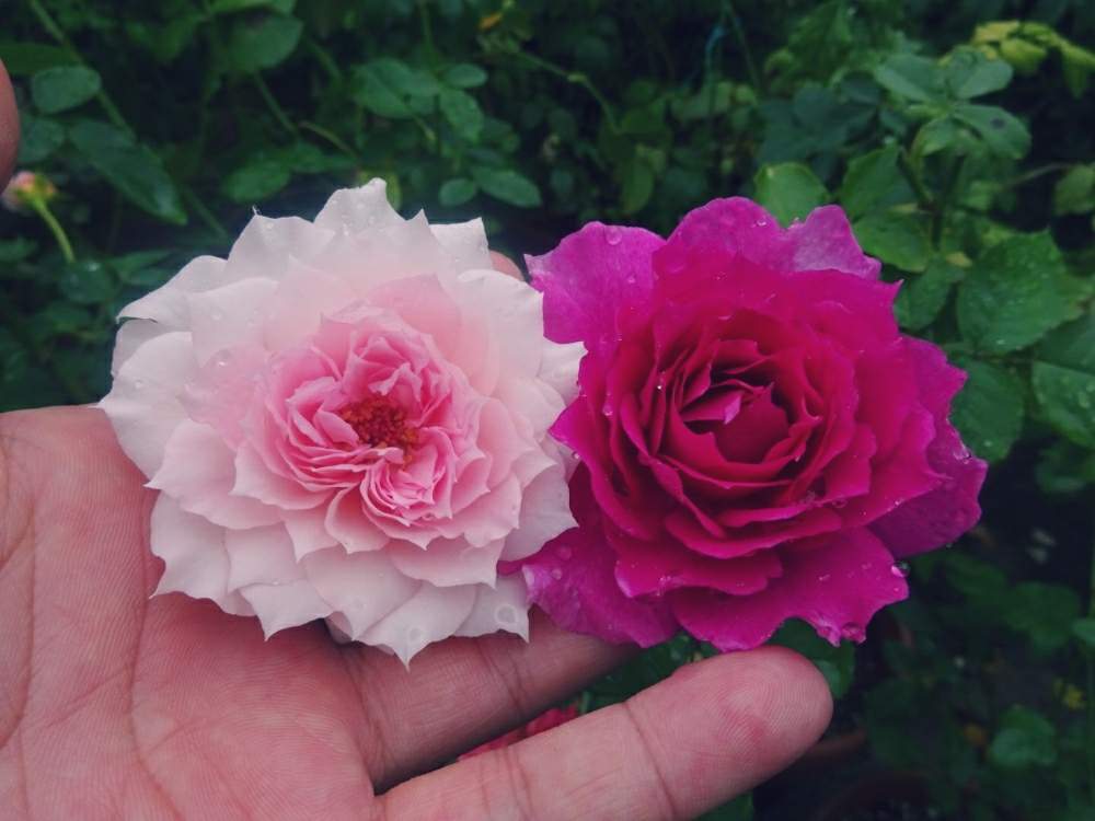 小さな庭の画像 by ☆きらまる☆さん | 小さな庭とピンク同盟と極上咲きと薔薇愛同盟と薔薇男子と薔薇に魅せられてとオシャレとB型とバラのある暮らしとおうち園芸と今日の一枚ときれいな色とたまらん!と花のある暮らしとテンション⤴︎とロザリアンとバラを楽しむ