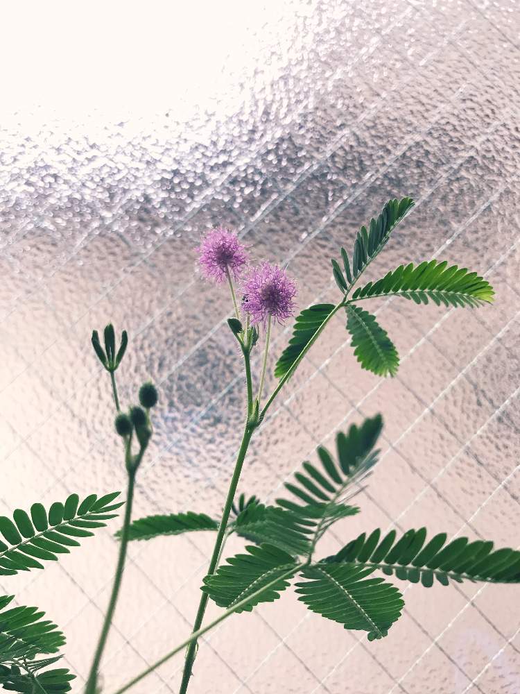 窓辺の画像 by とんかちおじさんさん | 窓辺とオジギソウとオジギソウの花と岩手県とこどもちゃれんじとおうち園芸とおうちを彩る花とビタミン Fと鉢植えと#おうち園芸と花のある暮らしと#ビタミンF