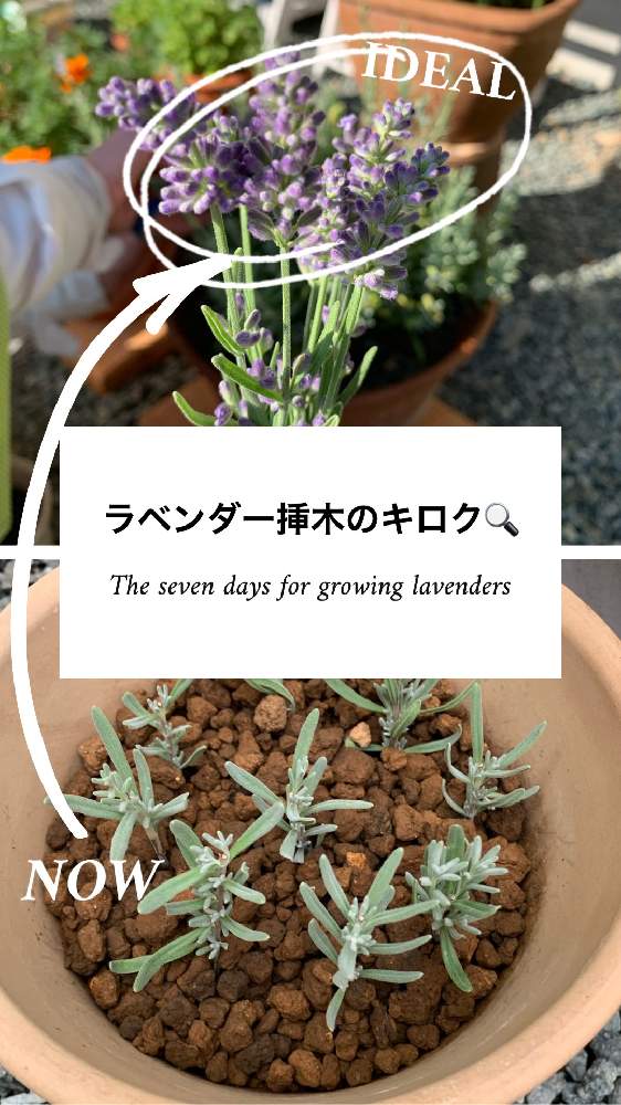 小さな庭の画像 by micco(みっこ)さん | 小さな庭とラベンダーと昆虫と植物と家庭でハーブと家庭菜園と初心者と緑のカーテンとおうちde菜園とおうち園芸と挿木とハーブと家庭菜園初心者と花のある暮らし