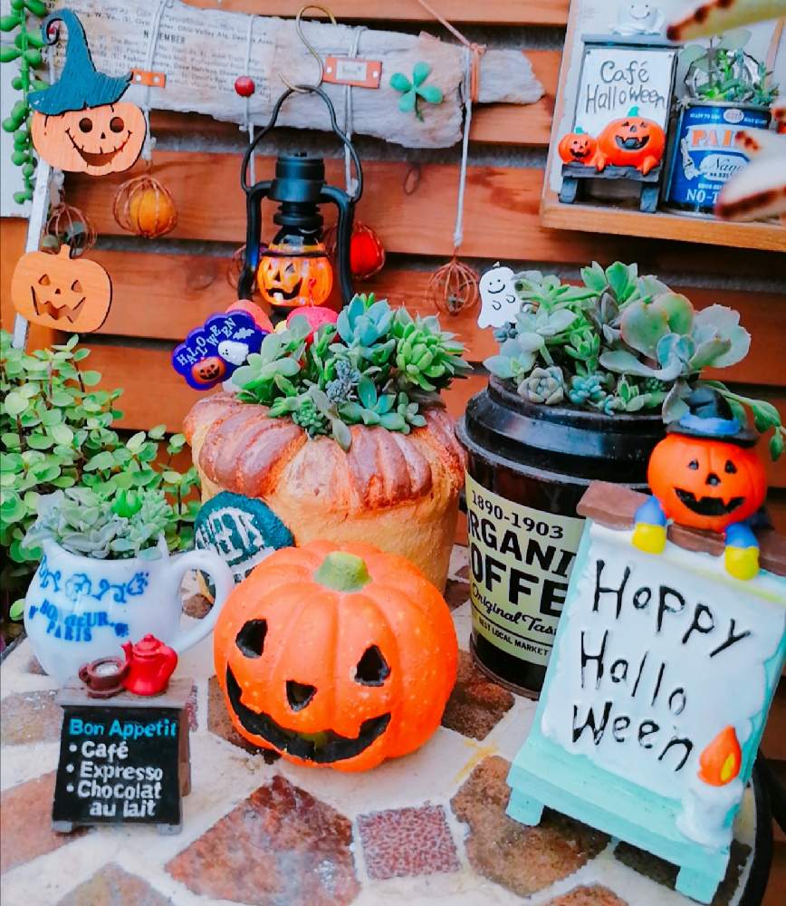 棚の画像 by 華さん | 棚とHalloweenと広島多肉倶楽部と寄せ植えとGSタニラーとハロウィンと多肉珈琲とナチュラルガーデンと多肉cafeと広島タニラーとGS多肉クラブと多肉女子と多肉カフェと多肉 Lifeと多肉パンとLOVE GREENとプチプラガーデンと多肉寄せ植えと広島たにらーと寄せ植え_華