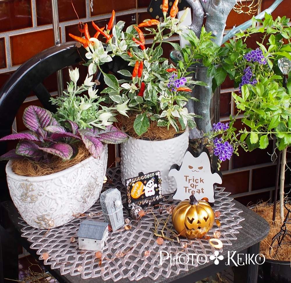 アプローチの画像 by KEIKO*ROOMさん | アプローチとストロビランテス ディエリアナとフランネルフラワー エンジェルスターと観賞用斑入りトウガラシとミニチュア雑貨とハロウィンディスプレイと100均