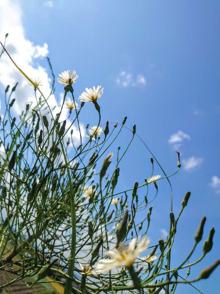お出かけ先の画像 by たーぼー *さん | お出かけ先とアキノノゲシと野の花と道端徘徊同盟と里山大好き協会と野草とGS句会と空とと秋も好きと道草とたーぼー*なんとなく俳句と山野草大好き協会と雑草と寄り道