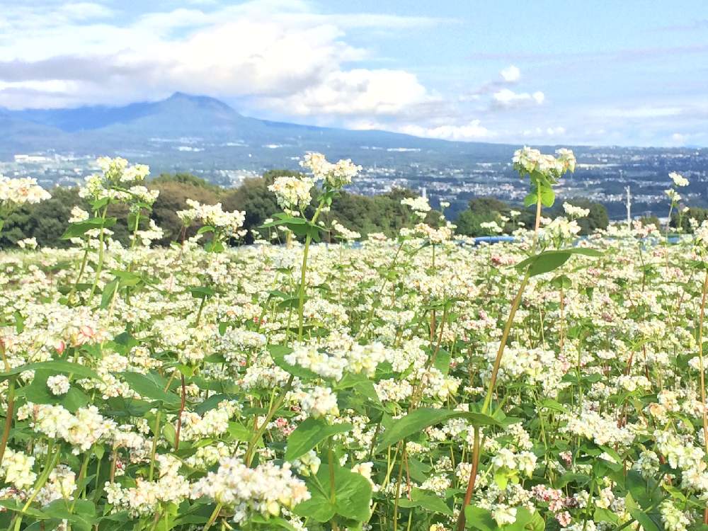 お出かけ先の画像 by 有限会社スリーフラワーさん | お出かけ先とそばと本庄市と埼玉ンズ倶楽部と園芸店とGSのみなさんに感謝♡と今日の一枚と秋色と美しいと真っ白と埼玉県とtiと花のある暮らしとかわいいと渋川市とフラワーギフトと群馬県とスリーフラワーと四季彩・色彩の綴り